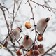 Three waxwings peck at a hanging apple on a snowy branch. Bird food in the city in winter. Three waxwings peck at a hanging apple on a snowy branch. Bird food in the city in winter. - PhotoDune Item for Sale