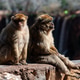 Baboons relax at the water's edge in Morocco on a sunny day near waterfalls Baboons relax at the water's edge in Morocco on a sunny day near waterfalls - PhotoDune Item for Sale