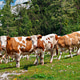 Brown and white cattle herd in Slovenian Alps mountain pasture Brown and white cattle herd in Slovenian Alps mountain pasture - PhotoDune Item for Sale