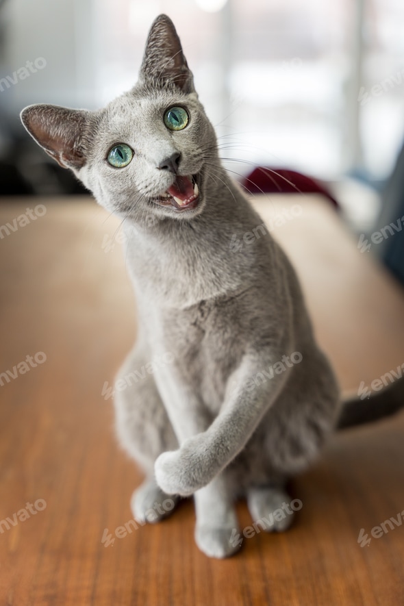 Blue Eyes Russian Blue Calico Cat 353+ Thousand Cute Blue Cat