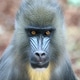 close up mandrill monkey (Mandrillus sphinx) close up mandrill monkey (Mandrillus sphinx) - PhotoDune Item for Sale
