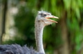 The common ostrich (Struthio camelus), or simply ostrich, The common ostrich (Struthio camelus), or simply ostrich, - PhotoDune Item for Sale