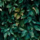 Green Leaf Texture Background Green Leaf Texture Background - PhotoDune Item for Sale