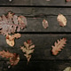 Flat lay of leaves. Dry leaves concept. Flat lay of leaves. Dry leaves concept. - PhotoDune Item for Sale