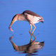 A fish meal A fish meal - PhotoDune Item for Sale