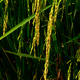 Raw paddy rice Raw paddy rice - PhotoDune Item for Sale