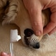 Close-up of a hand brushing a dog's teeth with a toothbrush, on an isolated plain background Close-up of a hand brushing a dog's teeth with a toothbrush, on an isolated plain background - PhotoDune Item for Sale
