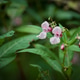 Himalayan balsam flowers growing in wild environment Himalayan balsam flowers growing in wild environment - PhotoDune Item for Sale