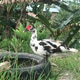 Red-faced Muscovy duck looking for food on the grass Red-faced Muscovy duck looking for food on the grass - PhotoDune Item for Sale