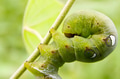 Caterpillar on green leaf Caterpillar on green leaf - PhotoDune Item for Sale