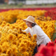 Happy Asian Senior Woman Walking Through Colorful Flower Field Happy Asian Senior Woman Walking Through Colorful Flower Field - PhotoDune Item for Sale