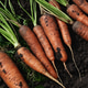 A pile of freshly harvested organic carrots. A pile of freshly harvested organic carrots. - PhotoDune Item for Sale