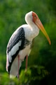 The painted stork (Mycteria leucocephala) is a large wader in the stork family. The painted stork (Mycteria leucocephala) is a large wader in the stork family. - PhotoDune Item for Sale