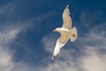 Graceful seagull soars high Graceful seagull soars high - PhotoDune Item for Sale