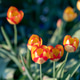 Tulips Tulips - PhotoDune Item for Sale