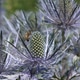 Bee collecting opollen from Eryngium flower Bee collecting opollen from Eryngium flower - PhotoDune Item for Sale