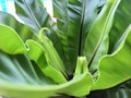 Beautiful bird’s nest fern Beautiful bird’s nest fern - PhotoDune Item for Sale