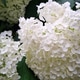 Nature flower background, white hydrangea flowers vertical floral backdrop design Nature flower background, white hydrangea flowers vertical floral backdrop design - PhotoDune Item for Sale