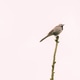 A small bird perched on a thin branch against a pale background A small bird perched on a thin branch against a pale background - PhotoDune Item for Sale