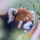 A red panda in a tree A red panda in a tree - PhotoDune Item for Sale