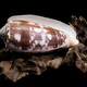 Striated Cone Shell on Driftwood black background Stock Photo by Multipedia