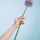Hand holding tall purple flower against light blue background Hand holding tall purple flower against light blue background - PhotoDune Item for Sale