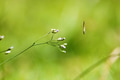 Butterfly on green leaf, nature blur background. Copy space. Butterfly on green leaf, nature blur background. Copy space. - PhotoDune Item for Sale
