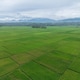 Vast Green Rice Paddy Fields Under an Overcast Sky in Indonesia Vast Green Rice Paddy Fields Under an Overcast Sky in Indonesia - PhotoDune Item for Sale