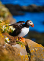 Birds image. Puffin in Iceland. Seabird on sheer cliffs. Bird on the Westfjord in Iceland. Birds image. Puffin in Iceland. Seabird on sheer cliffs. Bird on the Westfjord in Iceland. - PhotoDune Item for Sale