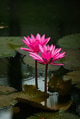 Pink water lily in the pond Pink water lily in the pond - PhotoDune Item for Sale