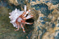 Hermit crab close-up Hermit crab close-up - PhotoDune Item for Sale