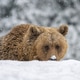 Bear resting in snow during winter in a forest area with snowfall Bear resting in snow during winter in a forest area with snowfall - PhotoDune Item for Sale