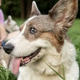 Cardigan Welsh corgi on walk in park with owner, dog is lying on grass with his tongue hanging out. Cardigan Welsh corgi on walk in park with owner, dog is lying on grass with his tongue hanging out. - PhotoDune Item for Sale