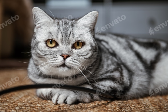 British Shorthair Fuzzy Gray Cat Blue British Short Hair Cat Lies
