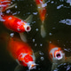 Top view of carp or carp fish in the pond Top view of carp or carp fish in the pond - PhotoDune Item for Sale