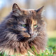 Portrait of a Fluffy Tortoiseshell Cat Portrait of a Fluffy Tortoiseshell Cat - PhotoDune Item for Sale