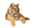 Tiger cub (5 months) Tiger cub (5 months) - PhotoDune Item for Sale