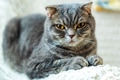 Close-up of grey British Shorthair cat portrait Close-up of grey British Shorthair cat portrait - PhotoDune Item for Sale