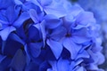 Beautiful blue Hydrangea or hortensia flower close up. Artistic natural background. Beautiful blue Hydrangea or hortensia flower close up. Artistic natural background. - PhotoDune Item for Sale
