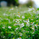 White daisy field White daisy field - PhotoDune Item for Sale