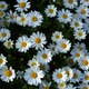 Beautiful Field of White Daisies in Full Bloom on a Sunny Day Beautiful Field of White Daisies in Full Bloom on a Sunny Day - PhotoDune Item for Sale