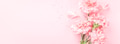 Banner with Pink Carnations on Pink Background. Banner with Pink Carnations on Pink Background. - PhotoDune Item for Sale