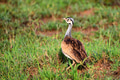 Close-up of white-bellied bustard or Eupodotis senegalensis Close-up of white-bellied bustard or Eupodotis senegalensis - PhotoDune Item for Sale