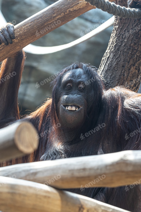 Monkey Funny Wild Animals Video Clips Closeup Shot Of A Thai