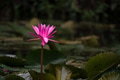 Pink water lily in the pond Pink water lily in the pond - PhotoDune Item for Sale