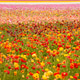 Rainbow of Ranunculus Rainbow of Ranunculus - PhotoDune Item for Sale