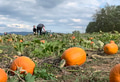 Mom & son picking pumpkins in a pumpkin farm field during Fall time in the countryside Mom & son picking pumpkins in a pumpkin farm field during Fall time in the countryside - PhotoDune Item for Sale
