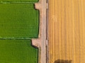 Aerial green wheat field. Aerial view large green field. Aerial green wheat field. Aerial view large green field. - PhotoDune Item for Sale