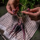 vegetables and unusual violet carrots harvest vegetables and unusual violet carrots harvest - PhotoDune Item for Sale