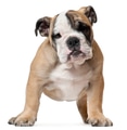 English Bulldog puppy, 11 weeks old, standing in front of white background English Bulldog puppy, 11 weeks old, standing in front of white background - PhotoDune Item for Sale